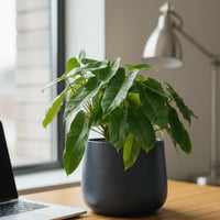 Philodendron Burle Marx