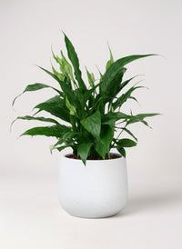Peace Lily (0.3m)