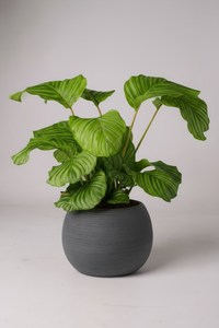 Calathea Orbifolia - Potted plant -  Tumbleweed Plants
