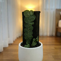 Rhaphidophora Cryptantha - Large