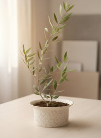 Olive Plant Kodomo - Japan