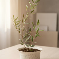 Olive Plant Kodomo - Japan