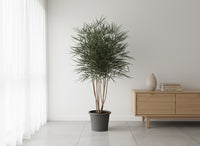 Schefflera Elegantissima (False Aralia)