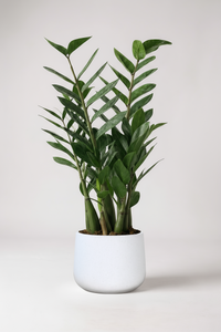 ZZ Plant - Large - Potted plant -  Tumbleweed Plants