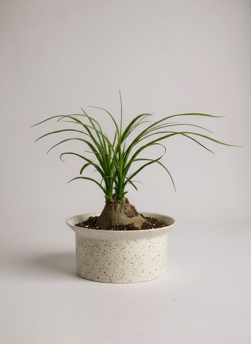 Ponytail Palm