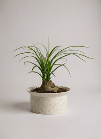 Ponytail Palm