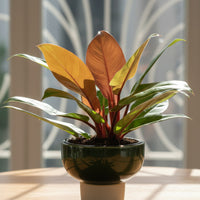 Philodendron Orange Congo