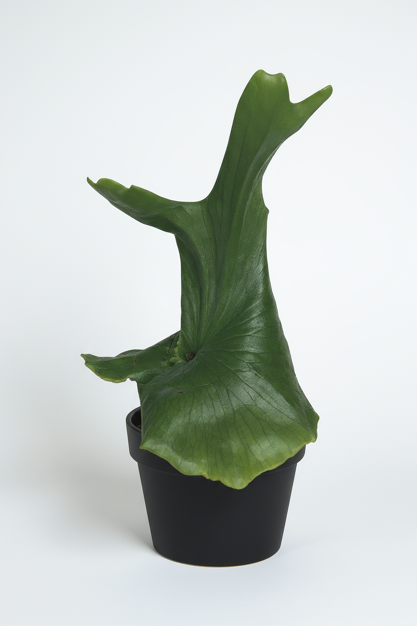 Platycerium wandae (Queen Staghorn Fern) - Potted plant -  Tumbleweed Plants