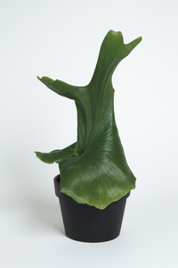 Platycerium wandae (Queen Staghorn Fern) - Potted plant -  Tumbleweed Plants