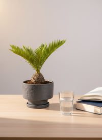 Sago Palm (0.3m)