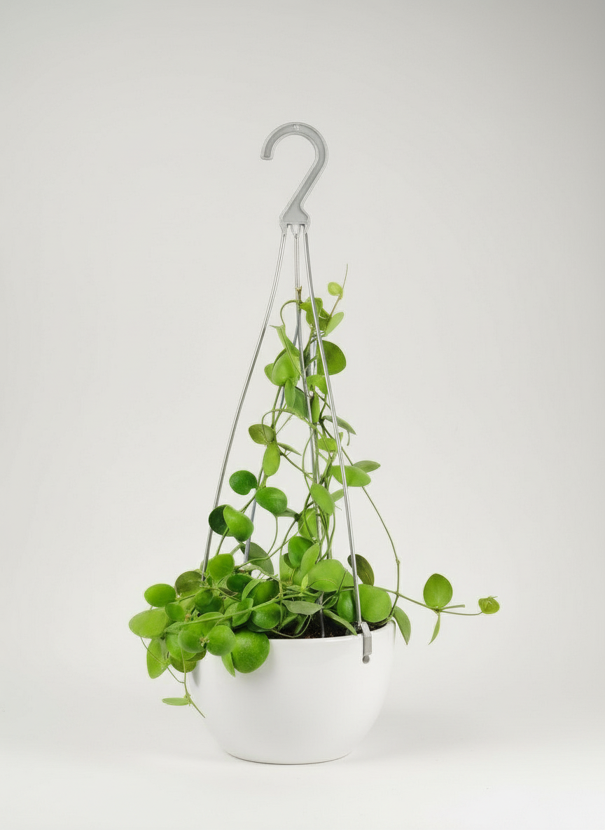 Dischidia Pectinoides - Pocket Money Plant