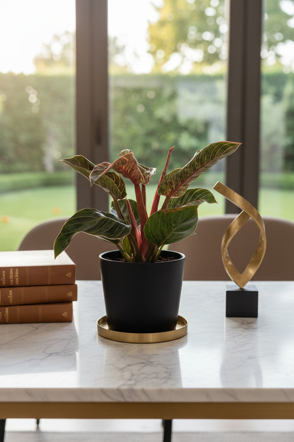 Philodendron Birkin - Pink - Potted plant -  Tumbleweed Plants