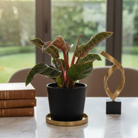 Philodendron Birkin - Pink
