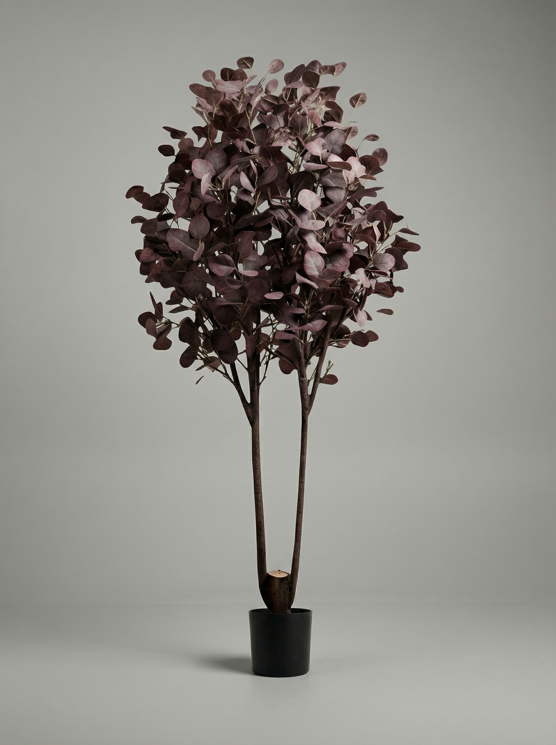 Purple eucalyptus double trunk 150cm