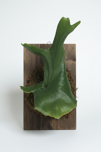 Platycerium wandae (Queen Staghorn Fern) - Potted plant -  Tumbleweed Plants