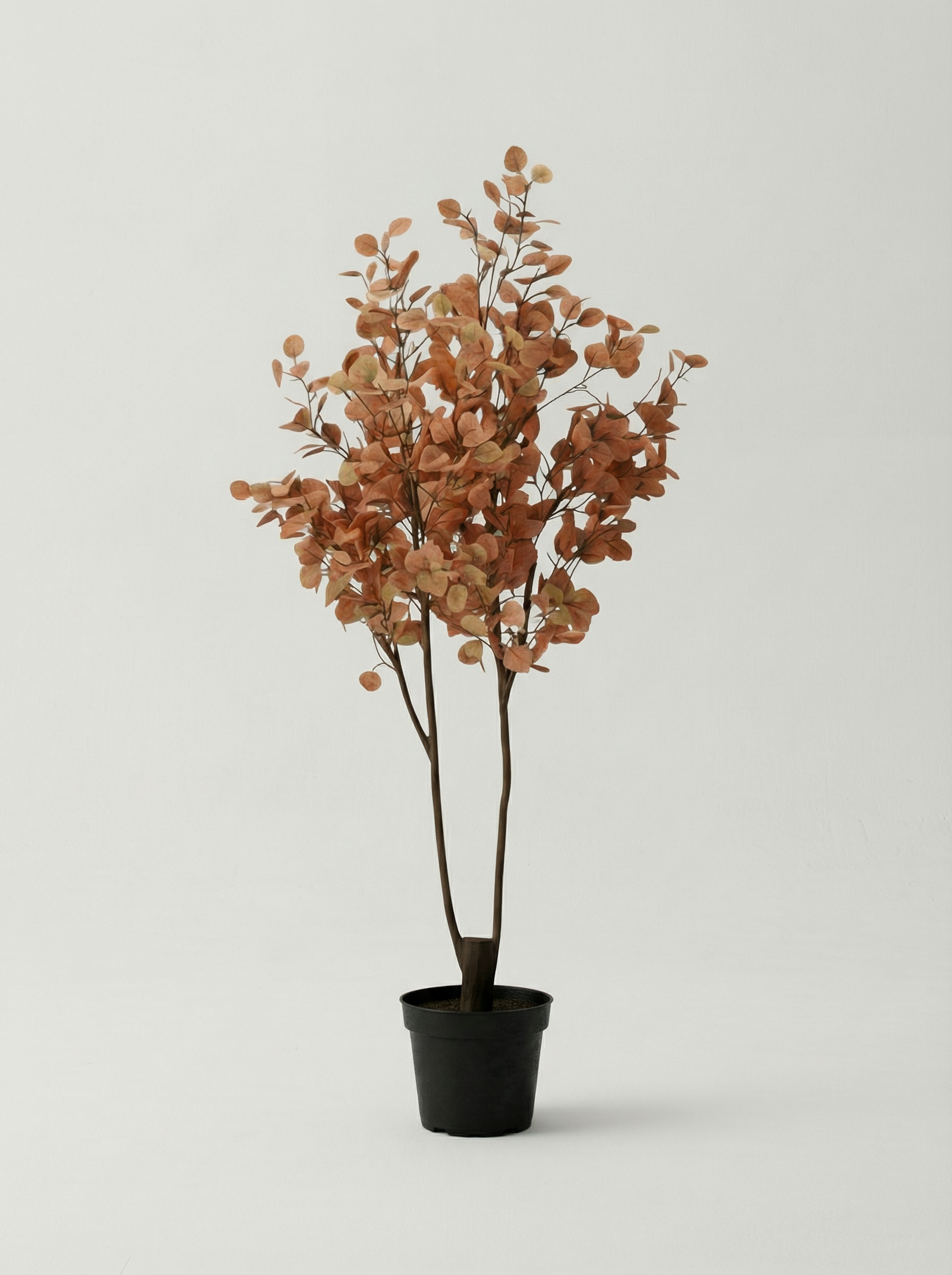 Red Eucalyptus 180cm