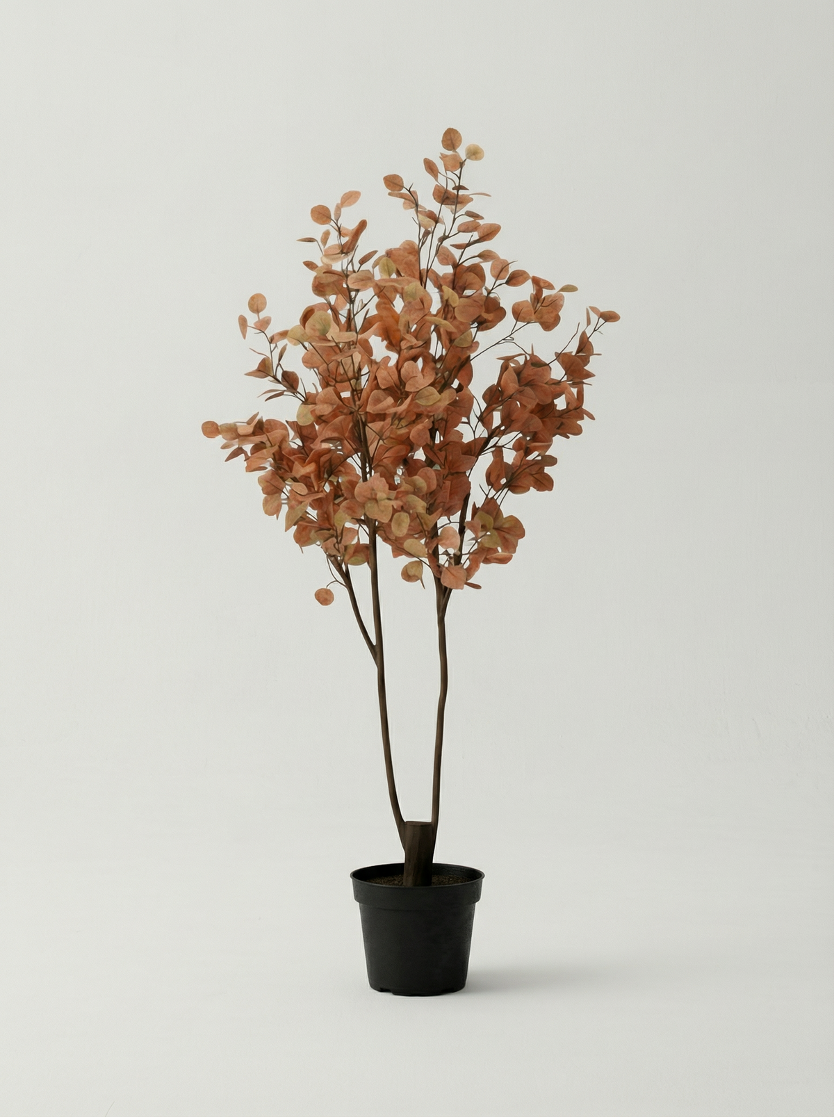 Eucalyptus Real-Trunk Artificial