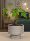 Papaya Plant Junior - Potted plant -  Tumbleweed Plants