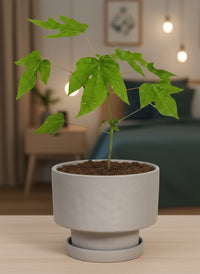 Papaya Plant Junior - Potted plant -  Tumbleweed Plants