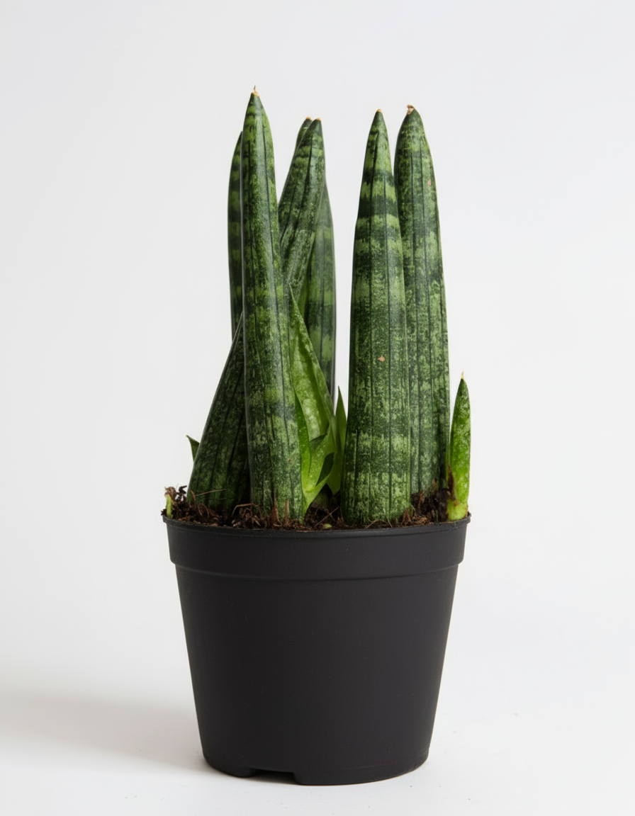 Sansevieria Crayon