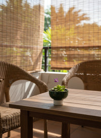 Assorted Succulents Mini