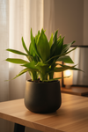 Dracaena Fortune Lotus Bamboo Plant - Potted plant -  Tumbleweed Plants