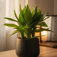 Dracaena Fortune Lotus Bamboo Plant