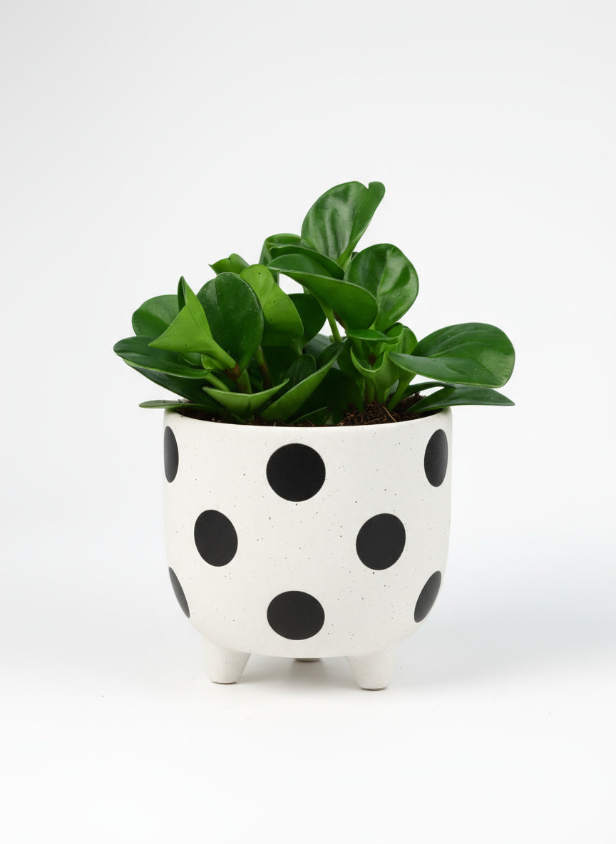 Peperomia - Baby Rubber Plant