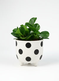 Peperomia - Baby Rubber Plant