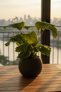 Calathea Orbifolia - Potted plant -  Tumbleweed Plants