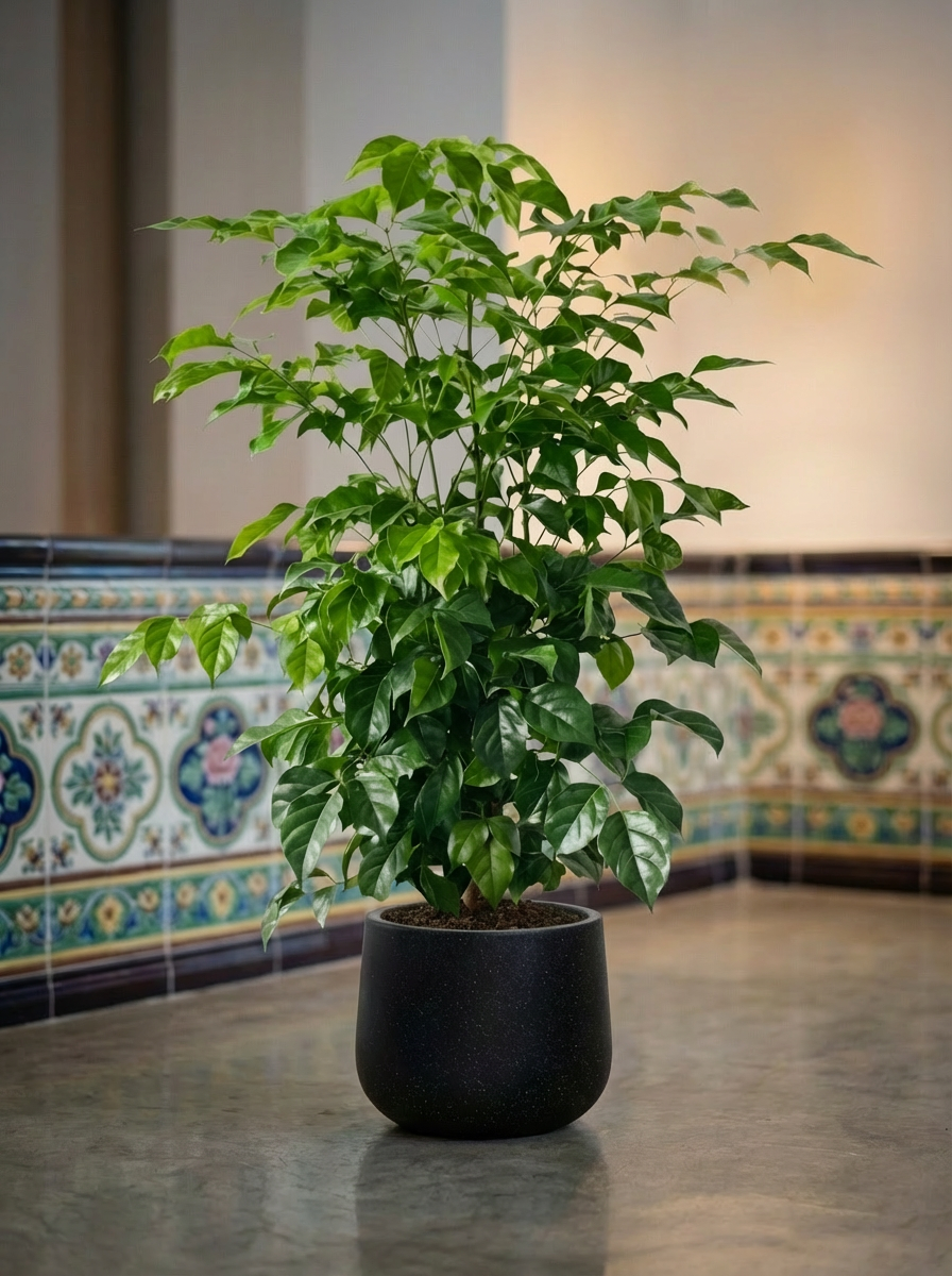 Junior China Doll Tree (0.5m)