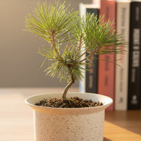 Miniature Japanese Black Pine/Pinus Thunbergii