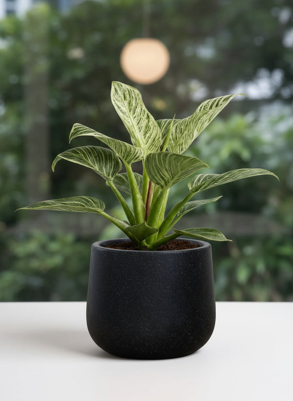 best pot for philodendron birkin Buy Best Philodendron Birkin Plant
