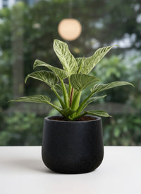 Philodendron Birkin - Potted plant -  Tumbleweed Plants