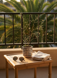 Sophora Prostrata 'Little Baby'