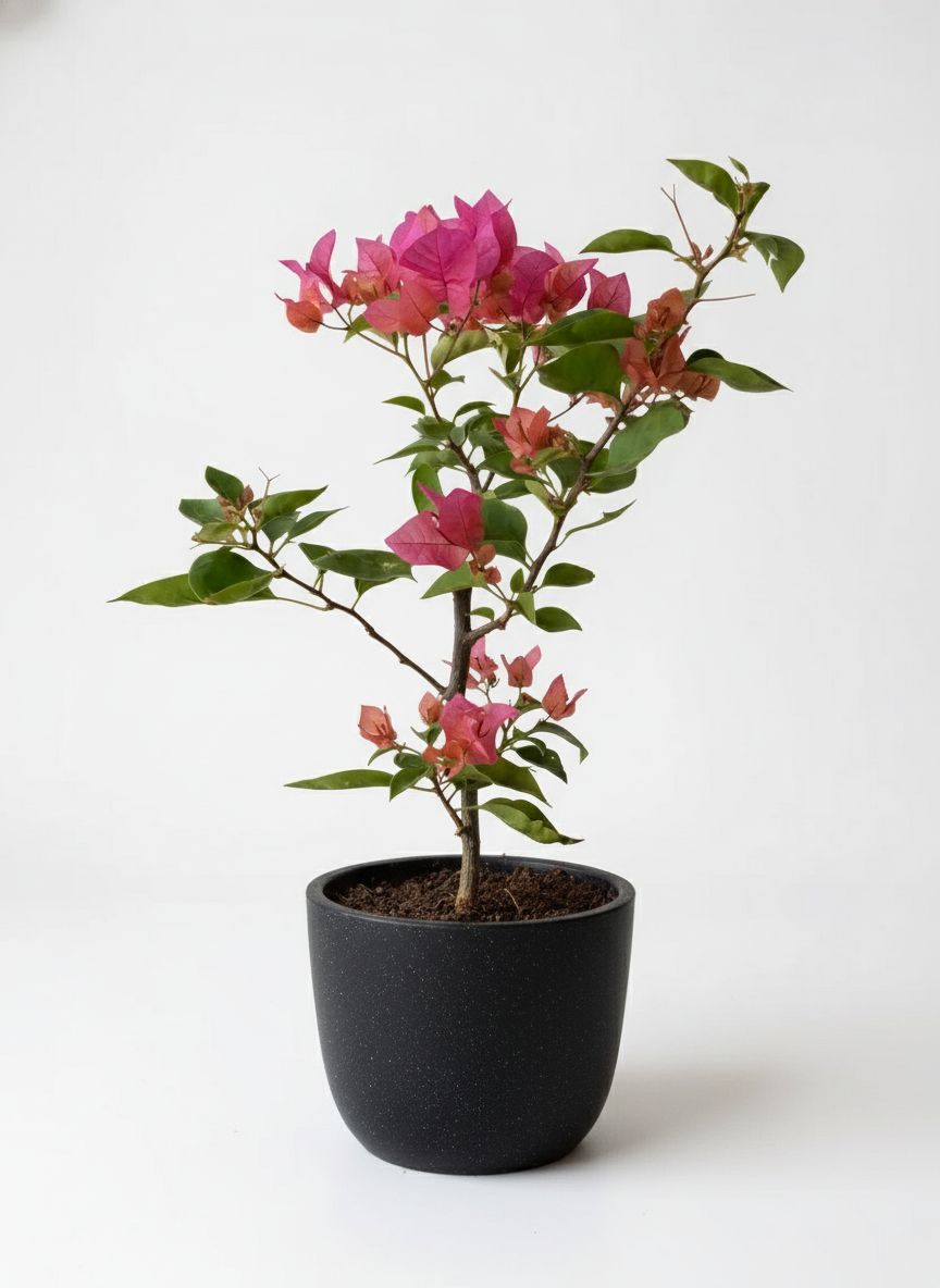 Bougainvillea - Junior