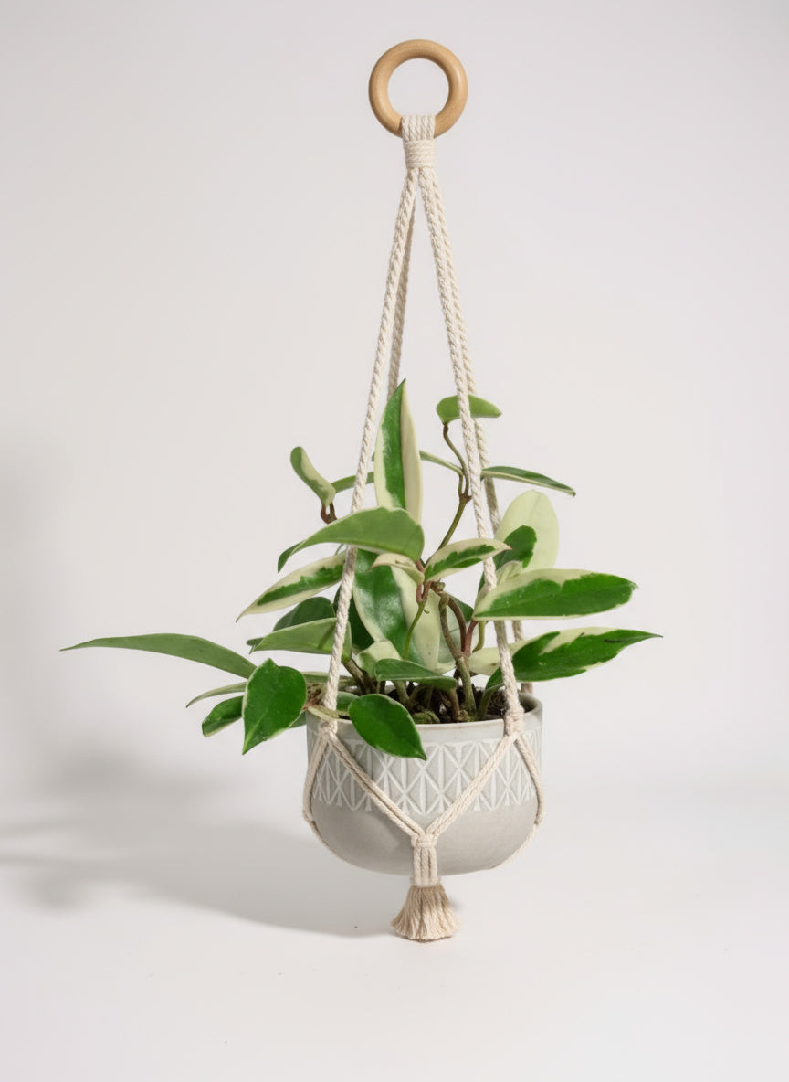 Hoya carnosa - small