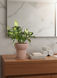 Dieffenbachia ‘Camille’ - Potted plant -  Tumbleweed Plants