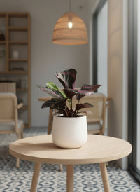 Calathea Roseopicta Purple - Potted plant -  Tumbleweed Plants