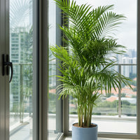Areca Palm (1-1.8m)