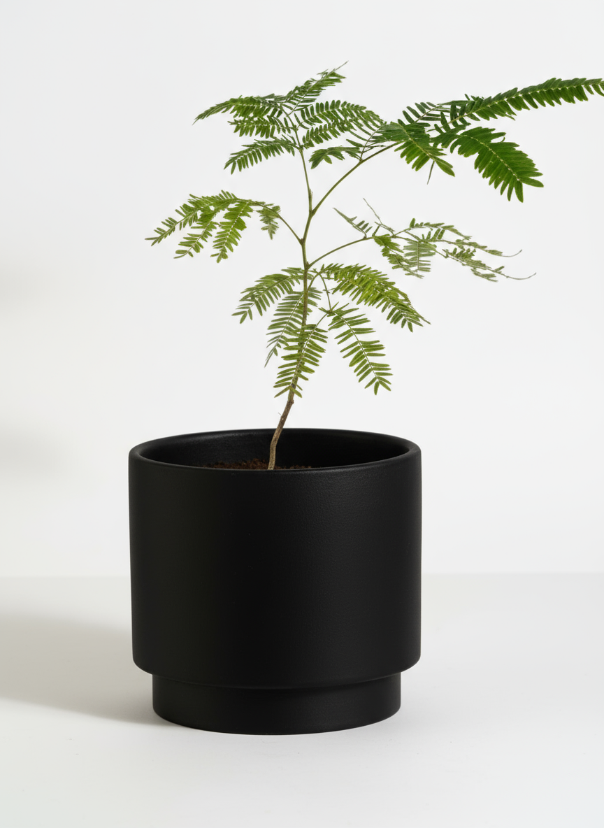 Everfresh Baby Tree - Pithecellobium Confertum (Japan)