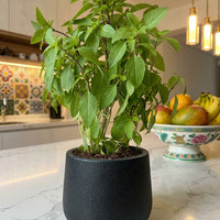 Thai Basil