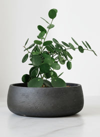 Silver Dollar Vine - Potted plant -  Tumbleweed Plants