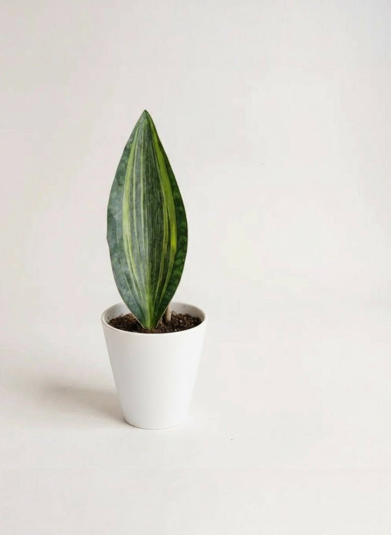 Whale Fin Variegated Snake Plant - Large - Potted plant - POTT - WHAL - GRW - 7465 - Tumbleweed Plants - Online Plant Delivery Singapore