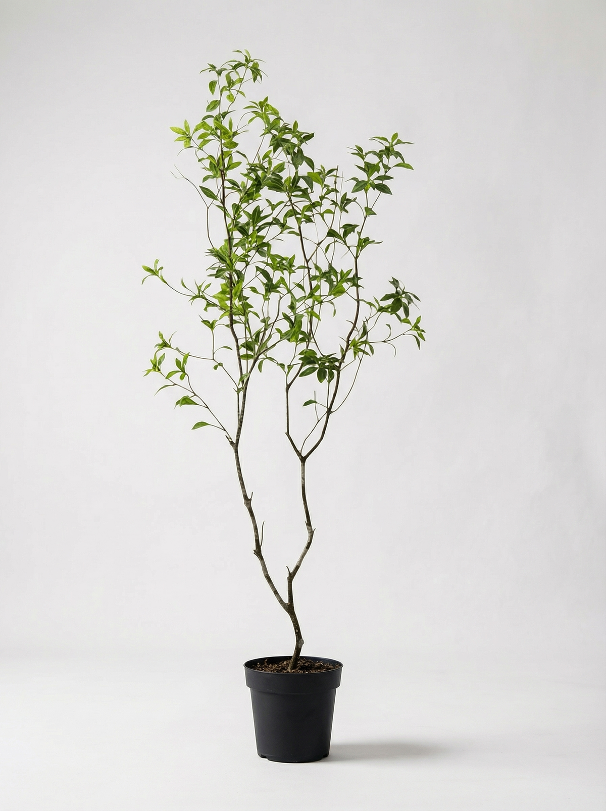 Japanese Andromeda - Real-Trunk Artificial