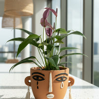 Anthurium Andraeanum 