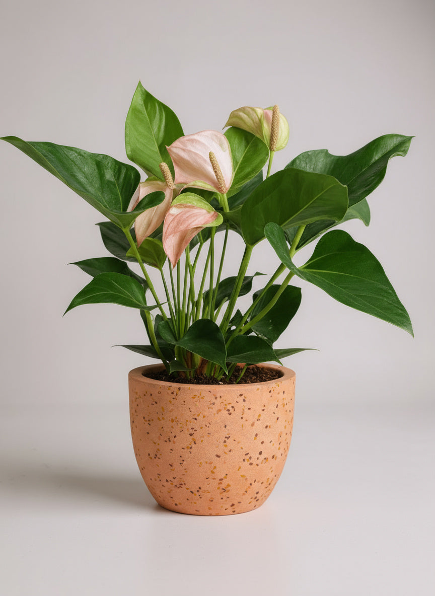Anthurium Flamingo Pink - Potted plant -  Tumbleweed Plants