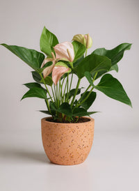 Anthurium Flamingo Pink - Potted plant -  Tumbleweed Plants