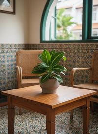 Spathiphyllum ‘White Stripe’ - Potted plant -  Tumbleweed Plants