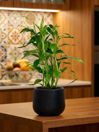 dosakaya plant in pot Buy Best Lucky Bamboo (Dracaena Sanderiana) Plant